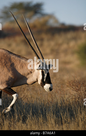 Un Oryx gemsbok (marche) Banque D'Images