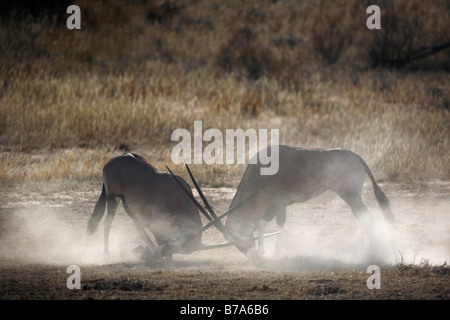 Deux gemsbok (Oryx gazella) combats de taureaux et des coups de pied jusqu'à la poussière Banque D'Images