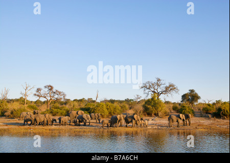 Vue panoramique d'un troupeau d'éléphants qui se rassemblent sur les rives de la rivière Chobe en fin d'après-midi à boire Banque D'Images