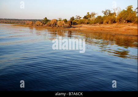 Vue panoramique d'un troupeau d'éléphants sur les rives de la rivière Chobe en fin d'après-midi Banque D'Images