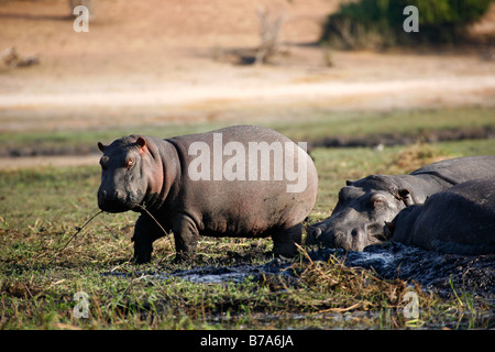 Un bébé hippopotame jouer avec une tige d'herbe à côté de sa mère du sommeil Banque D'Images
