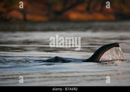 Close-up d'un éléphant atteignant jusqu'à respirer comme l'éléphant complètement submergés nager en travers la rivière Chobe Banque D'Images