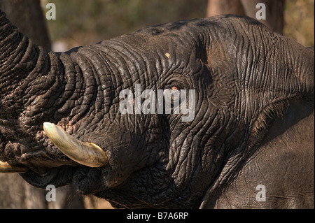 Portrait serré d'un éléphant d'Afrique humide jusqu'à son tronc Banque D'Images