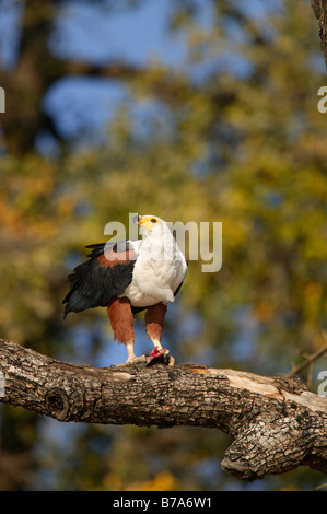 Poissons d'Afrique blanche perchée dans un arbre se nourrissant d'un poisson Banque D'Images