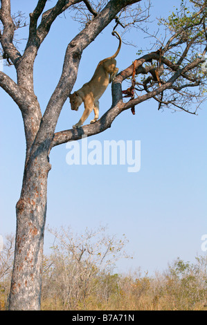 Une lionne contre un arbre Marula où il voulait récupérer les restes d'un léopard tuer Banque D'Images