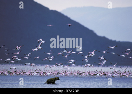 Lone Hyène tachetée (Crocuta crocuta) gué après l'énorme masse de flamants roses dans l'eau, certains décoller en vol Banque D'Images