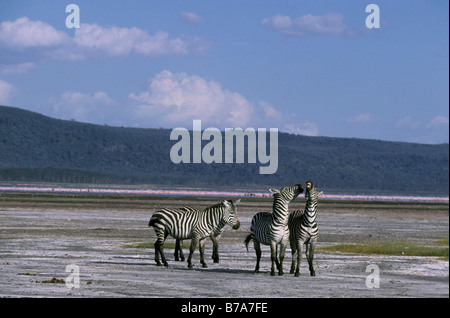 Groupe de trois le zèbre de Burchell avec masse de flamants roses dans la distance Banque D'Images