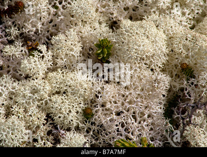 Renne gris lichen lichen des rennes, aussi vrai (Cladonia rangiferina, Cladonia stellaris), la toundra alpine, piste Chilkoot/Pass, Banque D'Images