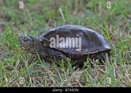 La tortue cistude (Emys orbicularis) Banque D'Images