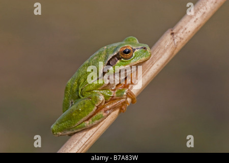 Rainette commune (Hyla arborea) Banque D'Images