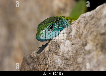 Lézard vert de l'Est (Lacerta viridis) Banque D'Images