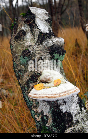 Champignon Fomes fomentarius (sabot) sur le tronc d'arbre en décomposition d'un bouleau blanc (Betula pubescens) sur le marais, les champignons sur dead w Banque D'Images