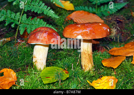 Bay Bolet (Boletus badius, Xerocomus badius), champignon comestible Banque D'Images