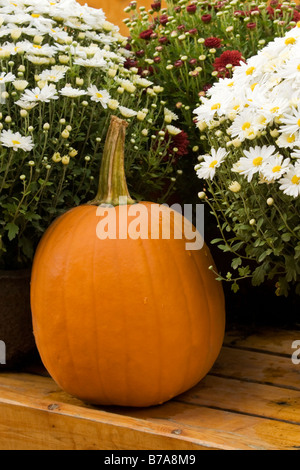 Affichage d'un automne citrouille entouré de chrysanthèmes en pot. Banque D'Images