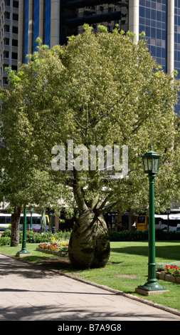 Arbre bouteille queensland brachychiton rupestris), (Anzac Square, Brisbane, Australie Banque D'Images