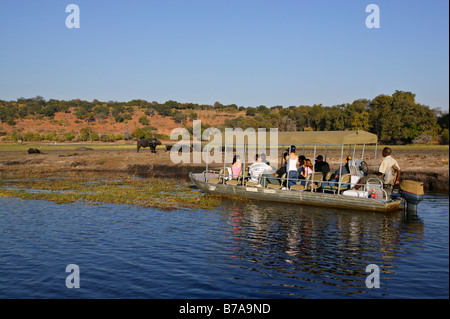 Les touristes sur un bateau safari l'affichage d'un troupeau de buffles sur une île dans la rivière Chobe Banque D'Images