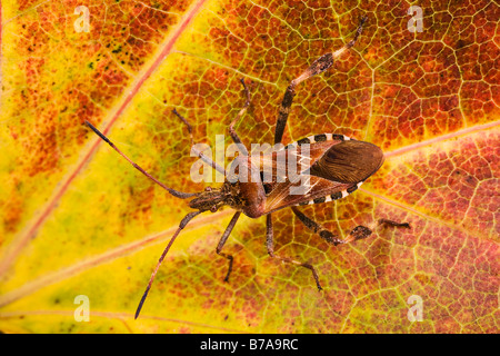 La Punaise (Leptoglossus occidentalis) sur une feuille d'automne Banque D'Images