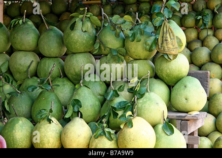 Pomelos (Citrus maxima), l'échoppe de marché, marché flottant, Damnoen Saduak, près de Bangkok, Thailande, Asie Banque D'Images