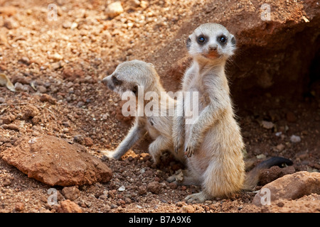 Meerkat ou Suricate (Suricata suricatta), petits à l'extérieur d'un den, Afrique du Sud, l'Afrique Banque D'Images