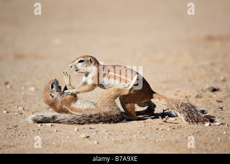 Les Spermophiles (Ha83 Unstriped rutilus) jouer et combats, Kalahari, Kgalagadi Transfrontier Park, Afrique du Sud, Botswana Banque D'Images