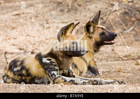 Lycaons (Lycaon pictus), Kruger National Park, Afrique du Sud Banque D'Images