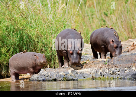 Hippopotame (Hippopotamus amphibius) avec (Buphagus Oxpeckers), Kruger National Park, Afrique du Sud Banque D'Images