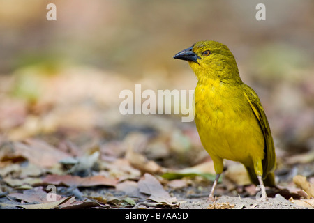 Cape Weaver (Textor capensis), Moremi National Park, Réserve de Moremi la faune, Okavango Delta, Botswana, Africa Banque D'Images