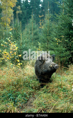 Le sanglier (Sus scrofa) en automne Banque D'Images