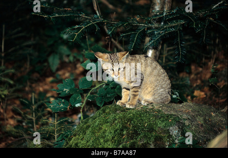 Chat sauvage (Felis silvestris), jeune animal Banque D'Images