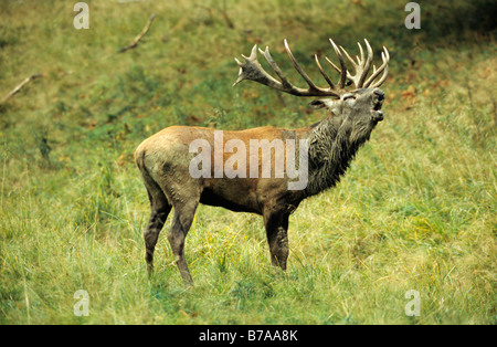 Red Deer (Cervus elaphus) belling, au cours de saison du rut Banque D'Images