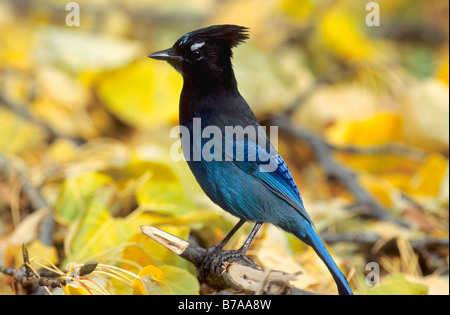 Le Geai de Steller (Cyanocitta stelleri), British Columbia, Canada, Amérique du Nord Banque D'Images