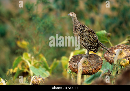 Poule faisan commun (Phasianus colchicus) sur un sun flower, Hongrie, Europe Banque D'Images