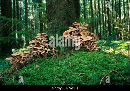 Champignon de miel (Armillaria mellea) sur une épinette, région de l'Allgaeu, Germany, Europe Banque D'Images