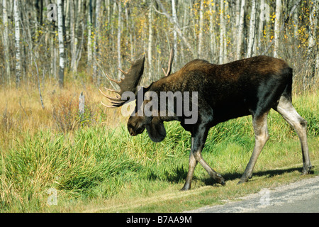Bull Elk ou l'orignal (Alces alces), le parc national Elk Island, en Alberta, au Canada, en Amérique du Nord Banque D'Images