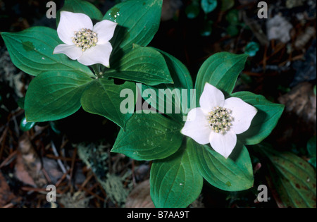 Dwarf Cornel, canadienne ou Craccurberry Cornouiller du Canada (Cornus canadensis), l'Alberta, au Canada, en Amérique du Nord Banque D'Images