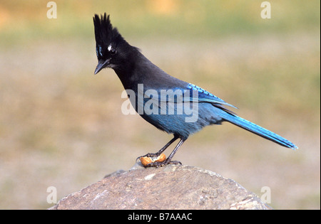 Le Geai de Steller (Cyanocitta stelleri), Alberta, Canada, Amérique du Nord Banque D'Images