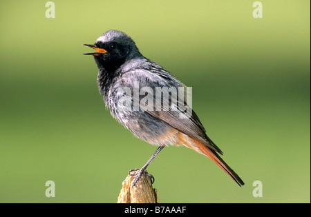 Rougequeue noir (Phoenicurus ochruros), homme Banque D'Images