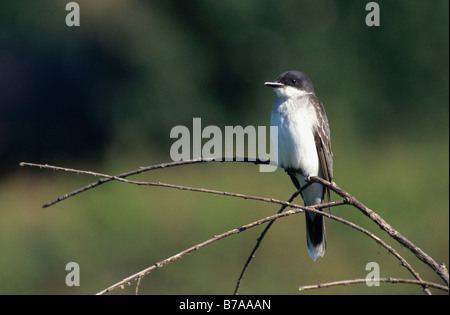 Bois de l'Est Pewee (Contopus virens), British Columbia, Canada, Amérique du Nord Banque D'Images