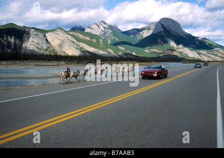 Bighorn (Ovis canadensis) à côté de la route, Jasper National Park, Alberta, Canada, Amérique du Nord Banque D'Images