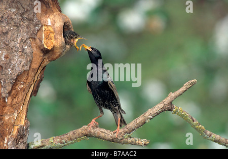 Étourneau sansonnet (Sturnus vulgaris) se nourrir en naissant, creux d'arbres, l'Allemagne, l'Europe Allgaeu Banque D'Images