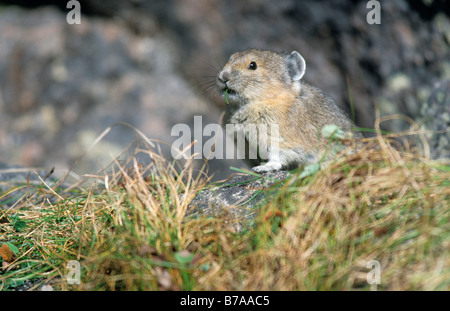 Pika américain (Ochotona princeps), le parc national Denali, Alaska, USA, Amérique du Nord Banque D'Images