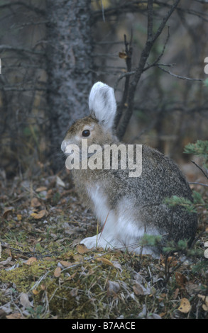 Le lièvre (Lepus americanus), le parc national Denali, Alaska, USA, Amérique du Nord Banque D'Images