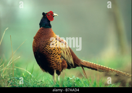 Le faisan commun (Phasianus colchicus) Banque D'Images