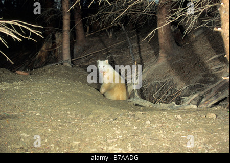 Blaireau européen (Meles meles) dans son terrier, photo de nuit, l'Allemagne, l'Europe, l'Allgaeu Banque D'Images