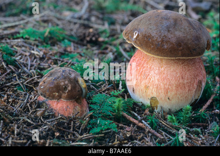 Tige en pointillés Bolet (Boletus erythropus) Banque D'Images