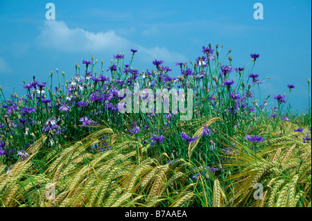 Bleuet (Centaurea cyanus) dans un champ d'orge, de l'Europe, l'Allemagne, l'Allgaeu Banque D'Images