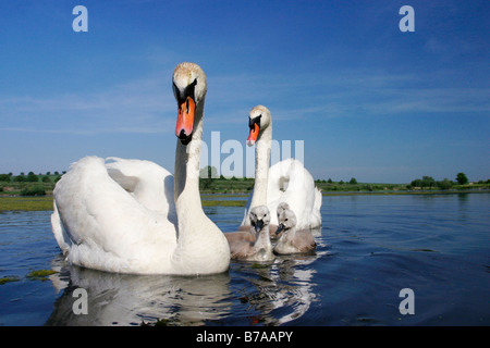 Famille de cygnes tuberculés (Cygnus olor), Velke Bilovice, Breclav district, South Moravia, République Tchèque, Europe Banque D'Images