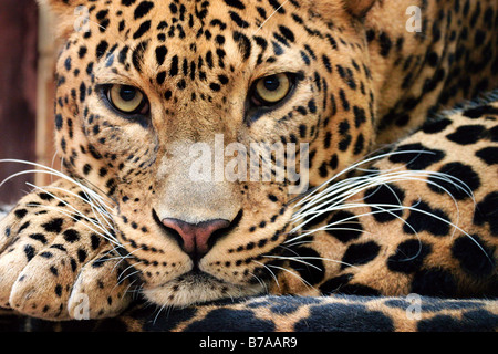 Sri Lanka Leopard (Panthera pardus kotiya) Banque D'Images