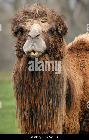 Chameau de Bactriane, Bactran Camel (Camelus bactrianus, Camelus ferus) Banque D'Images