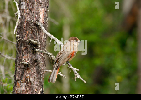 (Perisoreus infaustus de Sibérie) perché sur une brindille dans le Parc National de Hamra, Suède, Scandinavie, Europe Banque D'Images